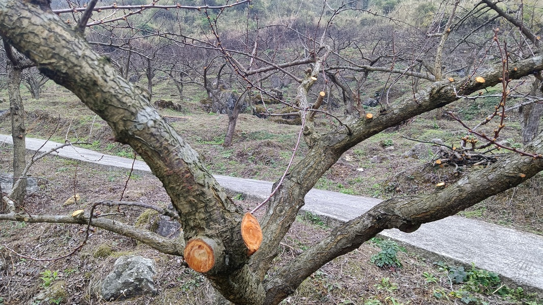 修文縣灑坪鎮(zhèn)蜈蚣橋村：加強(qiáng)果園管理  提升蜜李品質(zhì)